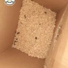 ضبط معمل لإنتاج المعسل والدخان الغير قانوني في محافظة جنين