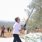 صور| انطلاق حملة قطف الزيتون 2025 في بيرزيت بمشاركة واسعة محلية ودولية