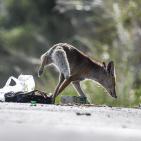 خاص | مصوّر يوثق الحياة البرية في معركة حماية البيئة والهوية