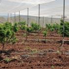 بالصور| الاتحاد الأوروبي ينفذ جولة لمشاريع دعم صمود لمزارعين في طوباس وقلقيلية