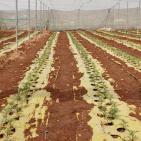 بالصور| الاتحاد الأوروبي ينفذ جولة لمشاريع دعم صمود لمزارعين في طوباس وقلقيلية