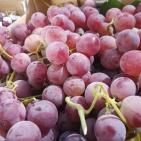 الخليل تحتفل بعنبها 