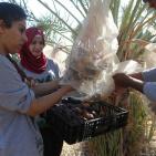 متطوعون من القدس ورام الله يقطفون ثمار النخيل في مزارع مدينة أريحا