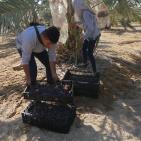 متطوعون من القدس ورام الله يقطفون ثمار النخيل في مزارع مدينة أريحا