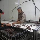 نفط مدينة القمر 