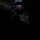 مواجهات على المدخل الشمالي لمدينة البيرة