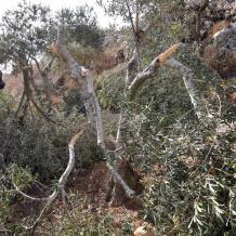 مستعمرون يقطعون 21 شجرة زيتون في المغير شرق رام الله