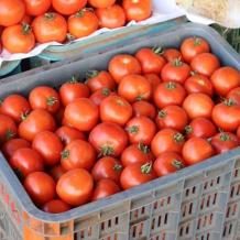 خاص| شح الكميات يرفع أسعار البندورة في فلسطين: ماذا عن الحلول؟