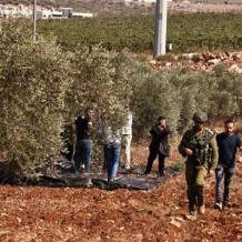 الاحتلال يقتلع عشرات أشجار الزيتون في اللبن الشرقية