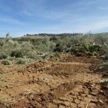 الاحتلال يقتلع 130 شجرة زيتون في بلدة اذنا غرب الخليل