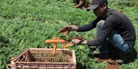 الوكالة الأمريكية للتنمية الدولية تدعم مشاريع حيوية في طوباس