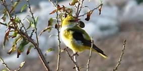 رصد طائر الصفير الذهبي شمال الضفة