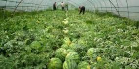 جمعيات حماية المستهلك تدعو إلى حماية موسم البطيخ الفلسطيني