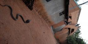 أشرس الكائنات في العالم