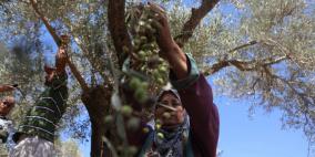 قطاف الزيتون.. طقوس تمحو المشقة