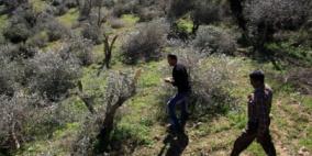 مستوطنون يدمرون أشتال زيتون شرق قلقيلية