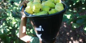 جوافة قلقيلية: جمال البساتين ورائحة ثمارها تطمسها خنازير الاحتلال