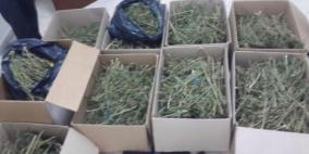 الشرطة تضبط ماريغوانا مخدرة في يطا