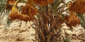 تمور "المجول" الفلسطينية تسقى بالمياه العذبة والإسرائيلية بالمياه العادمة