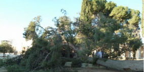 إصابة 12 مواطنا جراء سقوط شجرة في سوق الأربعاء بخان يونس