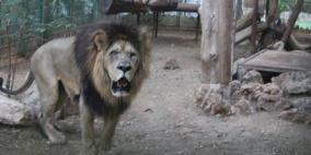 نفي خبرنفوق أحد الأسود في حديقة الحيوانات الوطنية في ‫‏قلقيلية‬،