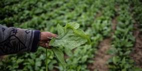 الزراعة: الاحتلال حرق 3500 دونم من المحاصيل الزراعية بغزة