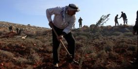 زراعة أراضي خربة سمرة المهددة بالاستيلاء في الأغوار الشمالية