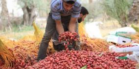 موسم جني البلح في قطاع غزة