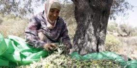مستوطنون يمنعون حملة تطوعية لقطف ثمار الزيتون شرق نابلس