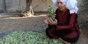 قطف الزيتون في قطاع غزة