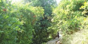 قرية ياسوف بين عراقة الماضي وجمال طبيعتها الخضراء