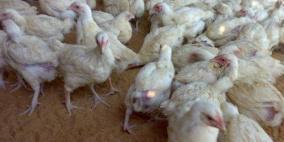 ضبط 440 كيلو غرام من الدجاج المهرب في طولكرم