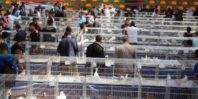 أسعاره لا تُصدق.. الحمام النادر والثمين بغزة