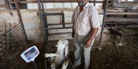 رام الله: إقبال على شراء الاضاحي مع حلول عيد الاضحى