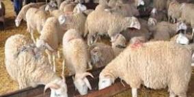 غزة: انخفاض على أسعار الأضاحي