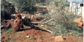 مستوطنون يقتلعون عشرات الأشجار من أراضي بلدة عرابة