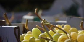 عنب الخليل ضحية صقيع نيسان