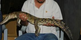 طفل يعثر على تمساح في بركة زراعية في قرية العوجا