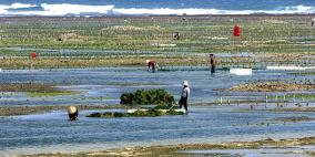 دعوات لتقنين استزراع الأعشاب البحرية