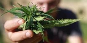 ضبط 1200 شتلة مارغوانا في الخليل