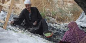 موسم قطف الزيتون قرب بلدة عين سينيا شمال رام الله