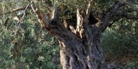 الشرطة تقبض على شخصين بتهمة المتاجرة بأشجار الزيتون الرومي في حنين