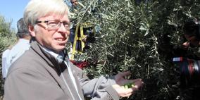 اختتام حملة قطاف الزيتون في المناطق الساخنة