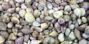 الضابطة الجمركية تتلف خمسة أطنان من الثوم الفاسد