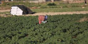 افتتاح مهرجان الفقوس في بلدة دير بلوط