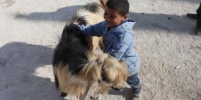 مواطنون فلسطينيون يقبلون على سوق المواشي لشراء الأضاحي لذبحها في أيام عيد الأضحى المبارك السبت القادم