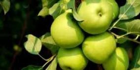 غداً فلسطين تحتفل بيوم التفاح الاخضر في عقابا