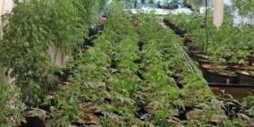 ضبط اشتال من الماريغوانا في سلفيت