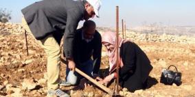 زراعة ألف شتلة زيتون في أراضي عرابة المهددة بالاستيطان