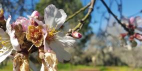 فصل الربيع في بيت ريما قضاء رام الله